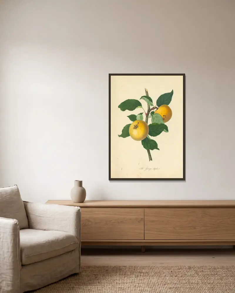 Grange Apple, Thomas Andrew Knight v rámu na stěně