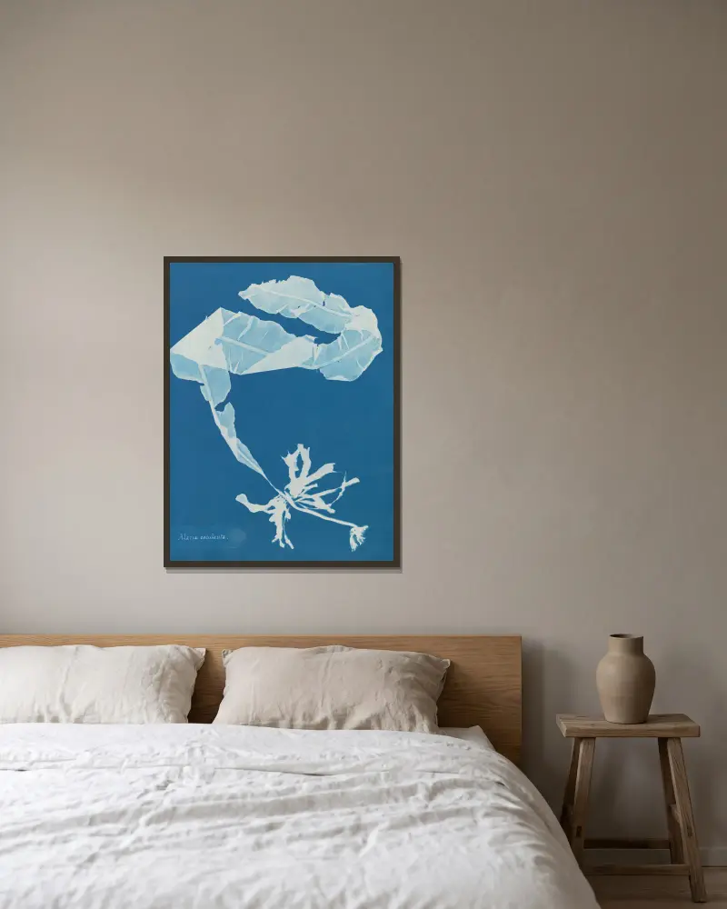 Alaria esculenta von Anna Atkins gerahmt an einer Wand