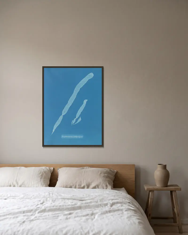 Asperococcus compressus av Anna Atkins inramad på en vägg