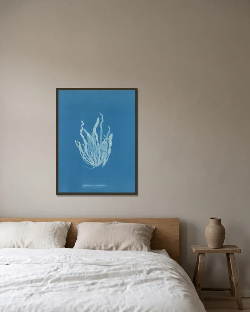 Asperococcus echinatus av Anna Atkins inramad på en vägg