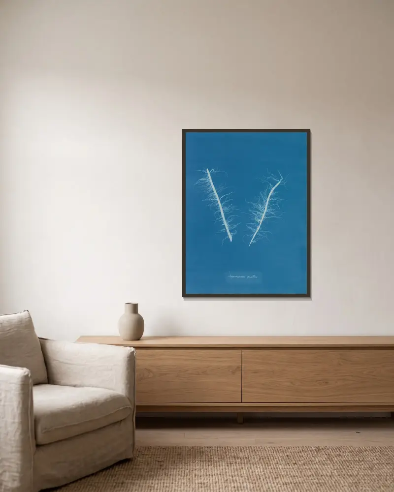Asperococcus pusillus von Anna Atkins gerahmt an einer Wand