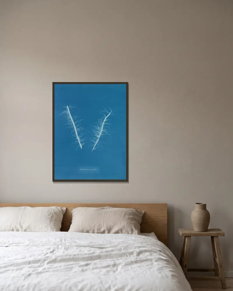Asperococcus pusillus von Anna Atkins gerahmt an einer Wand