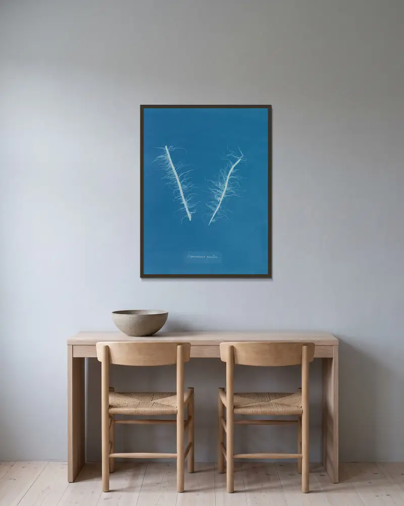 Asperococcus pusillus von Anna Atkins gerahmt an einer Wand