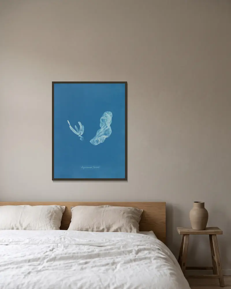Asperococcus Turneri von Anna Atkins gerahmt an einer Wand
