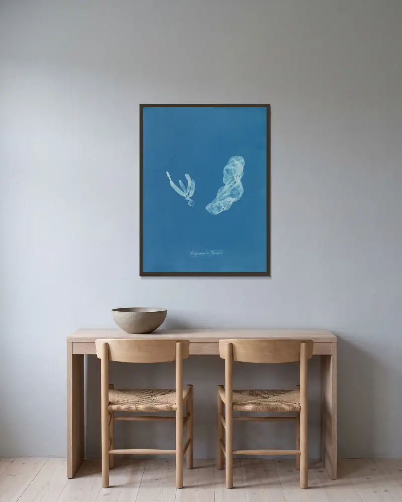 Asperococcus Turneri von Anna Atkins gerahmt an einer Wand