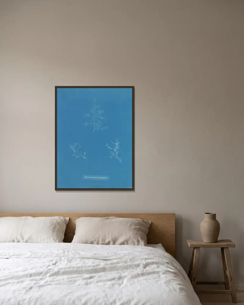 Bonnemaisonia asparagoides von Anna Atkins gerahmt an einer Wand