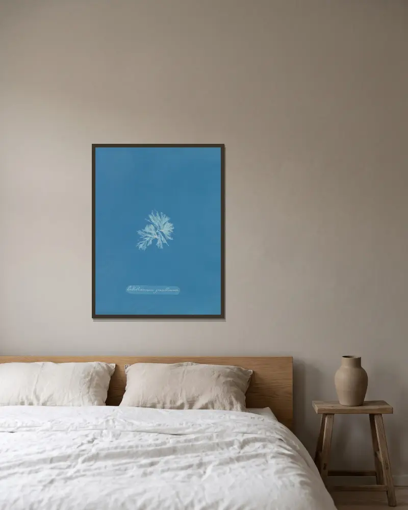 Callithamnion gracillimum von Anna Atkins gerahmt an einer Wand