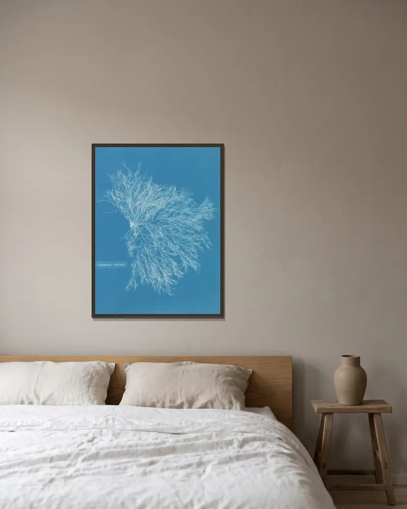 Ceramium rubrum von Anna Atkins gerahmt an einer Wand