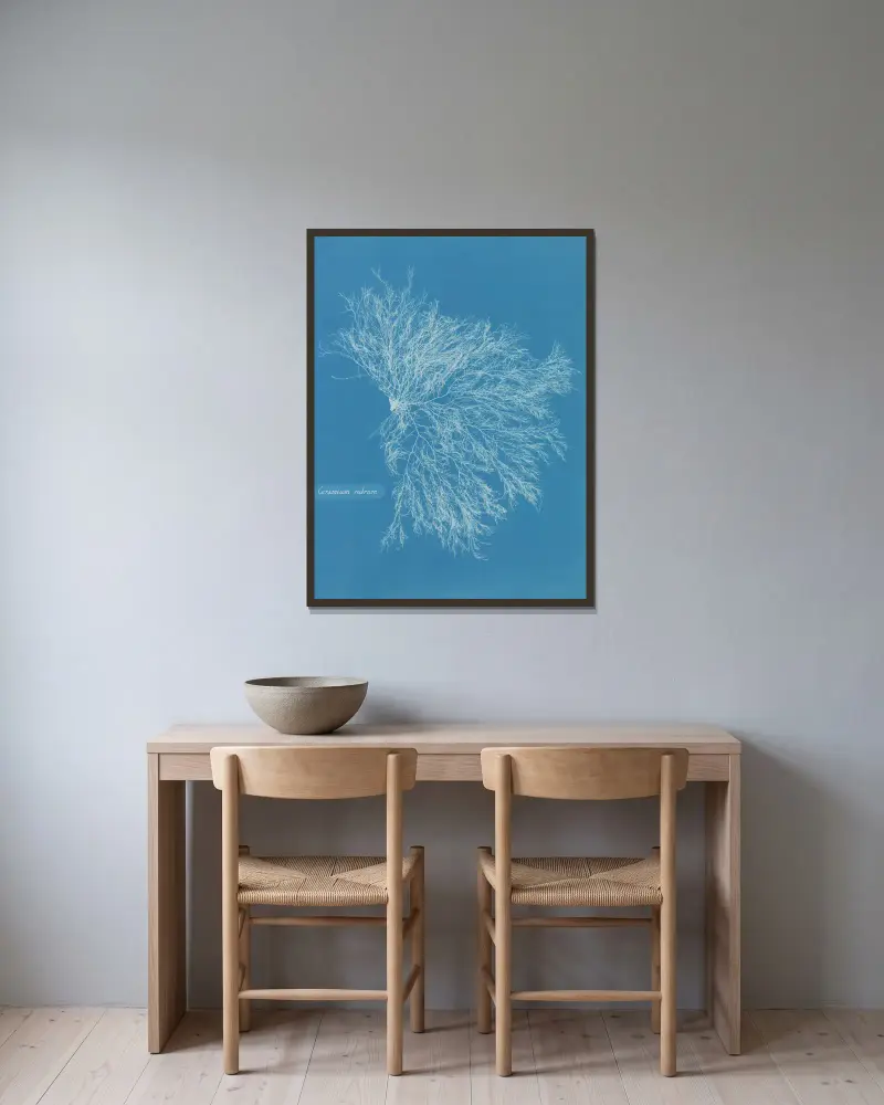 Ceramium rubrum von Anna Atkins gerahmt an einer Wand