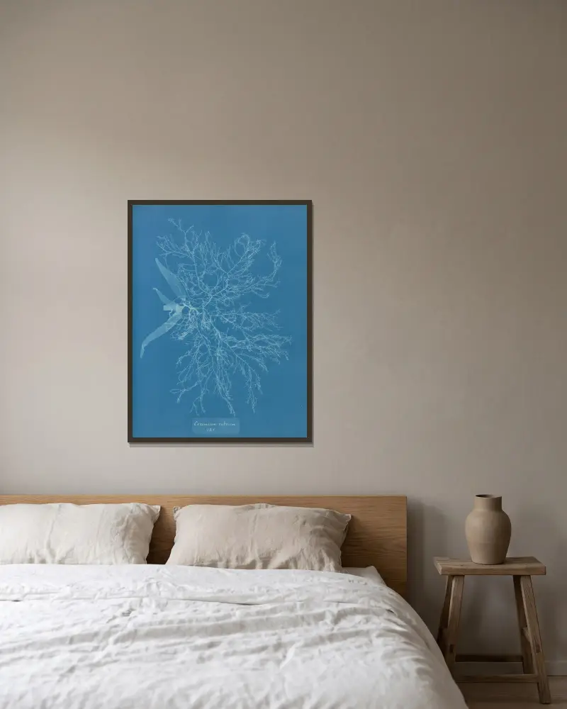Ceramium rubrum, var. von Anna Atkins gerahmt an einer Wand