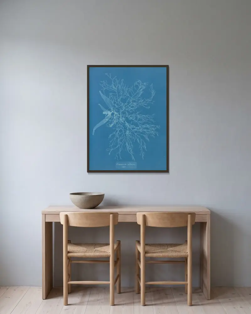 Ceramium rubrum, var. von Anna Atkins gerahmt an einer Wand