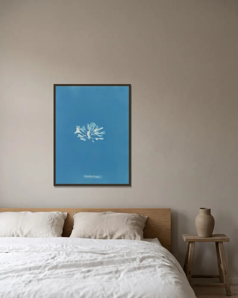 Chondrus Brodiæi, Anna Atkins w ramie na ścianie