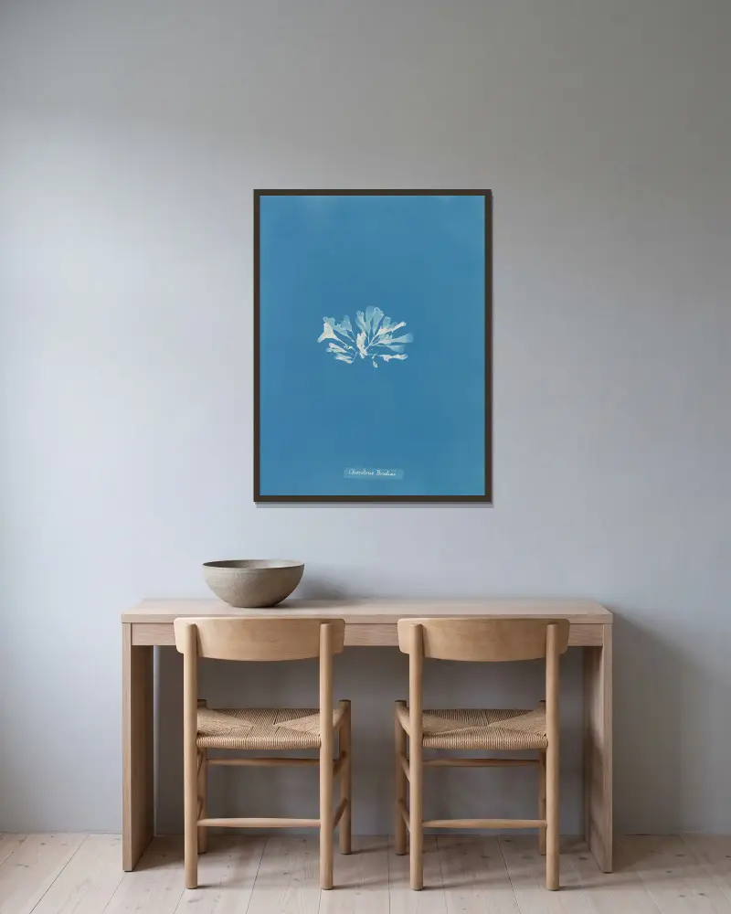 Chondrus Brodiæi, Anna Atkins w ramie na ścianie