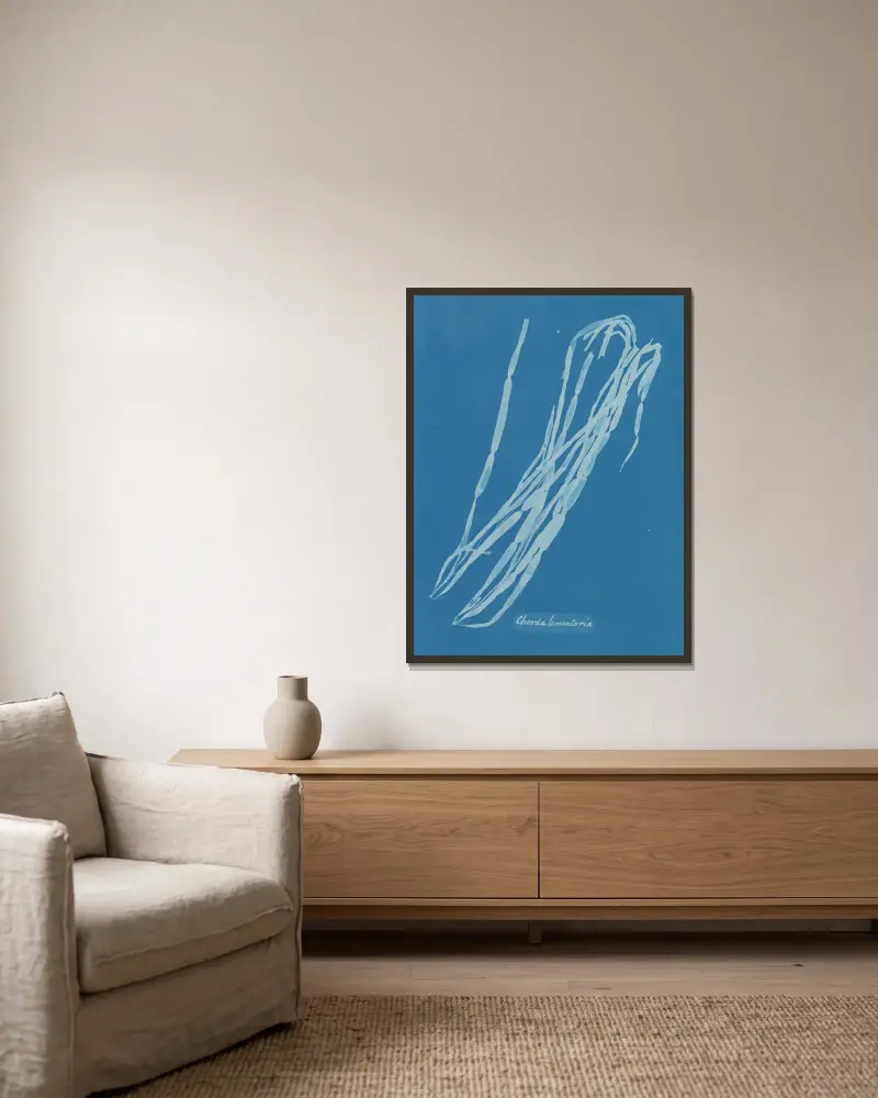 Chorda lomentaria av Anna Atkins inramad på en vägg
