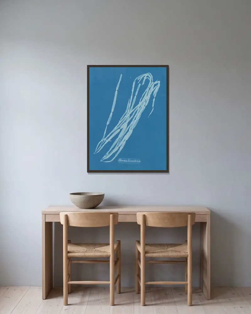 Chorda lomentaria av Anna Atkins inramad på en vägg