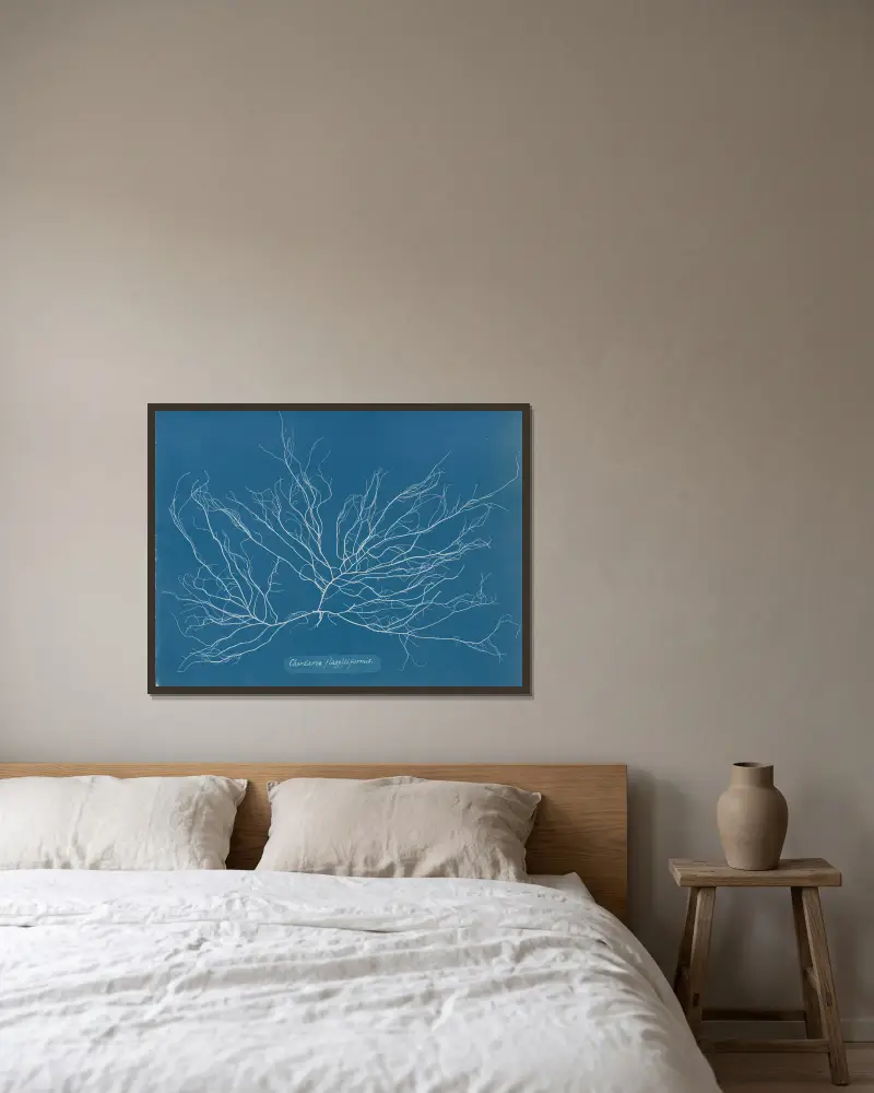 Chordaria flagelliformis, 1843 – Nr. 1 von Anna Atkins gerahmt an einer Wand