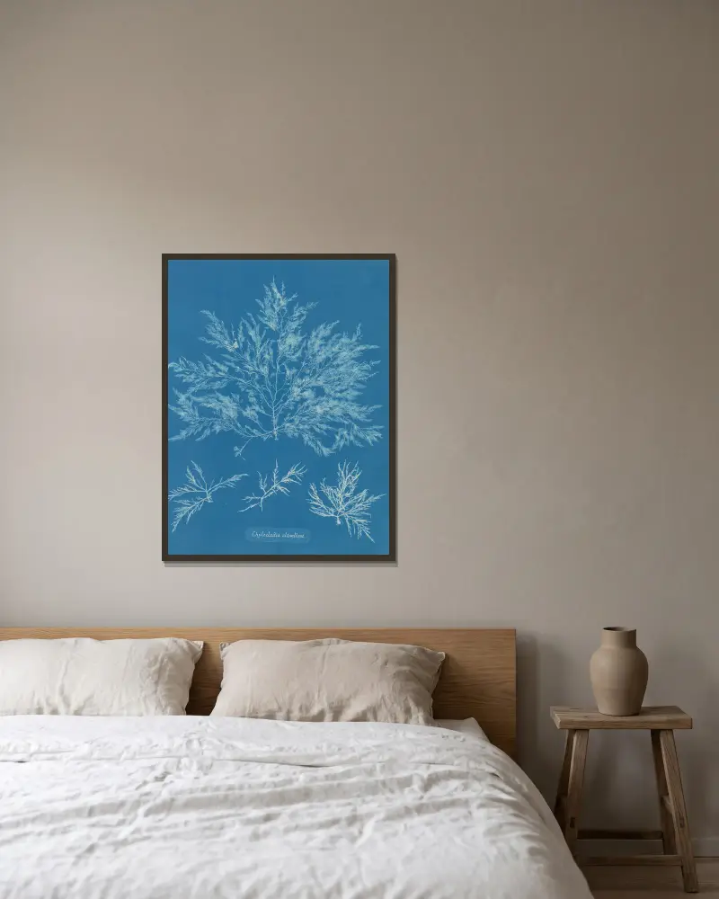 Chylocladia clavellosa von Anna Atkins gerahmt an einer Wand