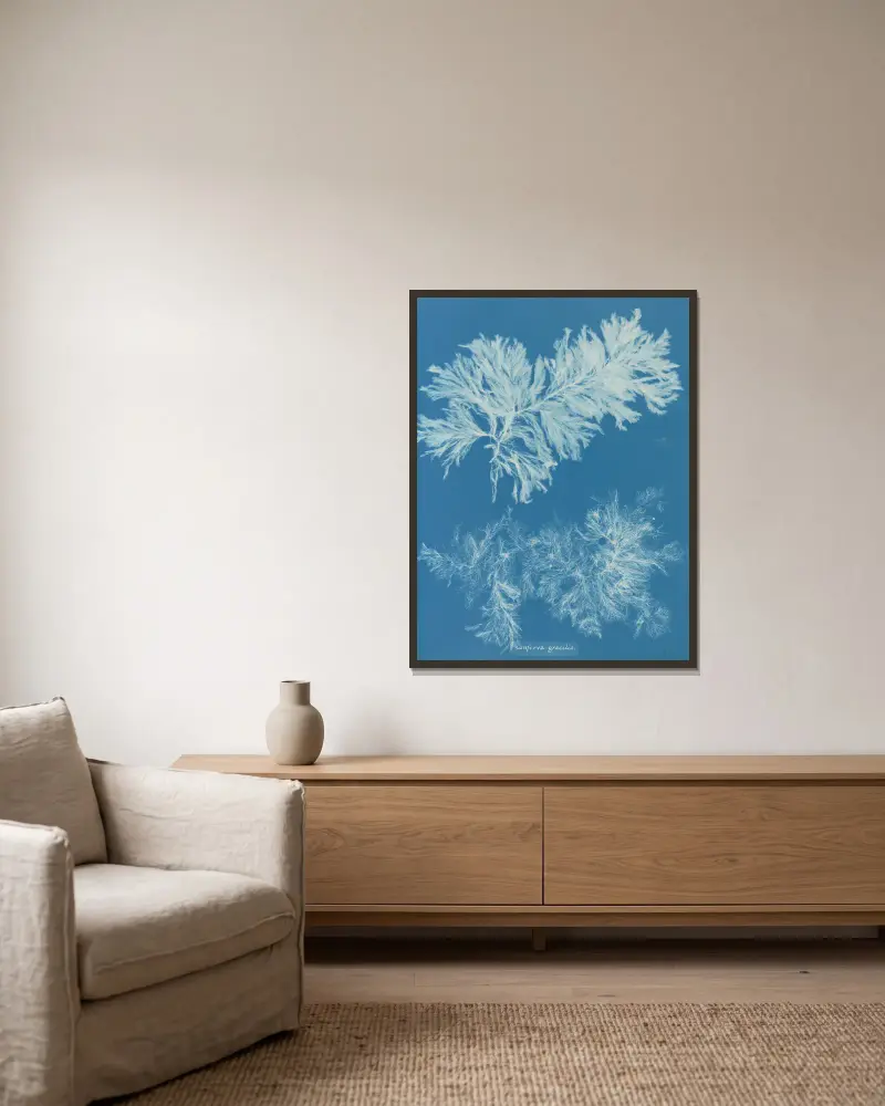 Conferva gracilis von Anna Atkins gerahmt an einer Wand