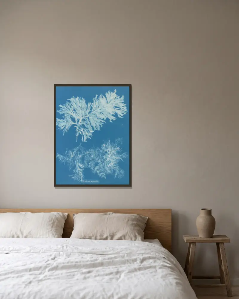 Conferva gracilis von Anna Atkins gerahmt an einer Wand