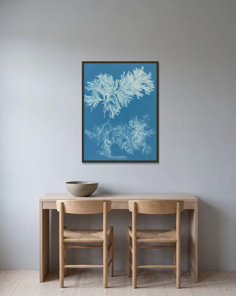 Conferva gracilis von Anna Atkins gerahmt an einer Wand