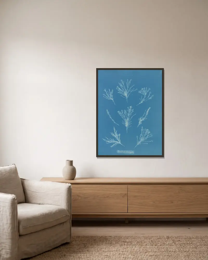 Corallina elongata von Anna Atkins gerahmt an einer Wand
