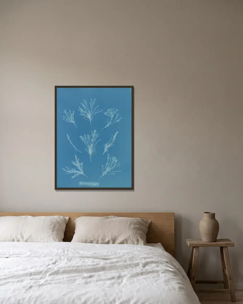 Corallina elongata von Anna Atkins gerahmt an einer Wand