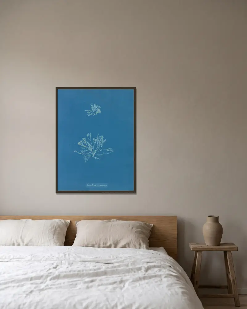 Corallina squamata von Anna Atkins gerahmt an einer Wand