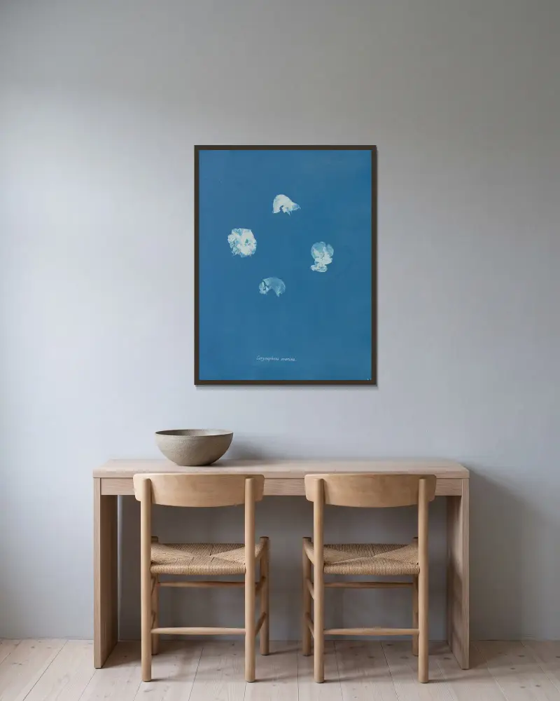 Corynephora marina av Anna Atkins inramad på en vägg