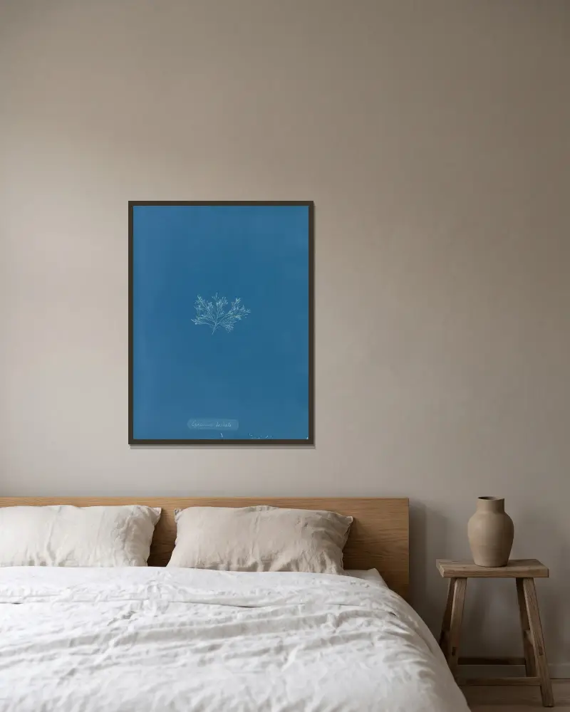 Cystoseira barbata. av Anna Atkins inramad på en vägg