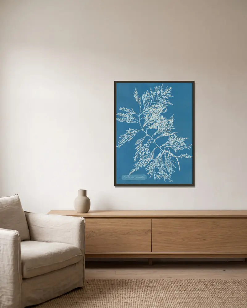 Cystoseira ericoides. av Anna Atkins inramad på en vägg