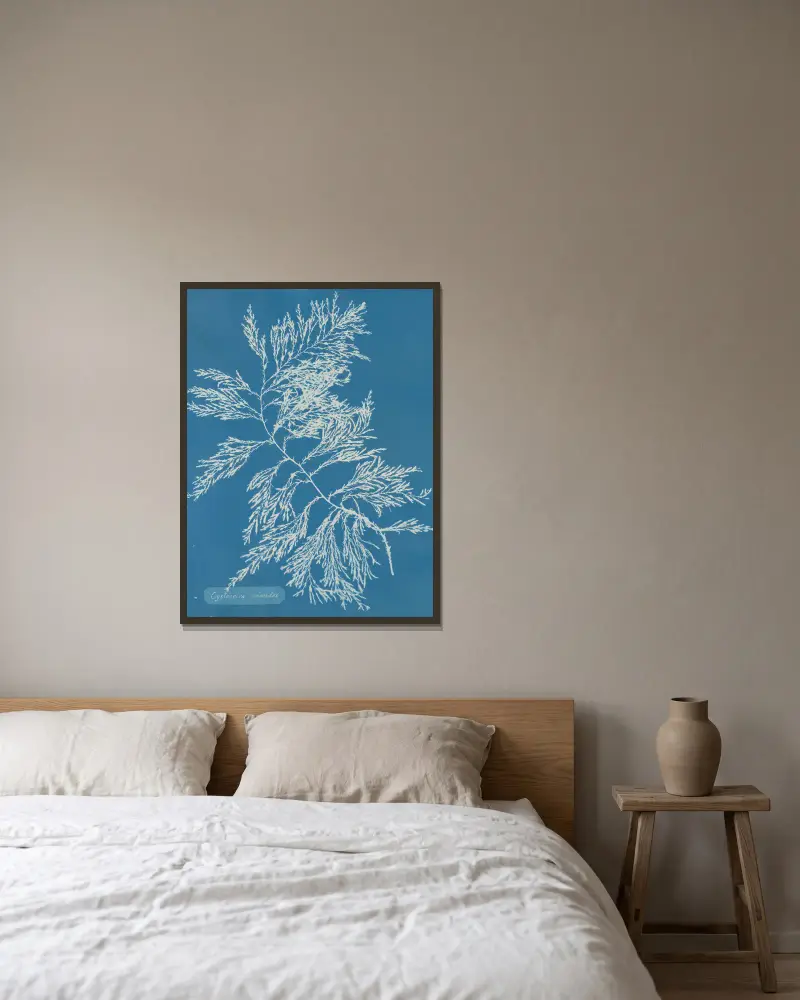Cystoseira ericoides. av Anna Atkins inramad på en vägg