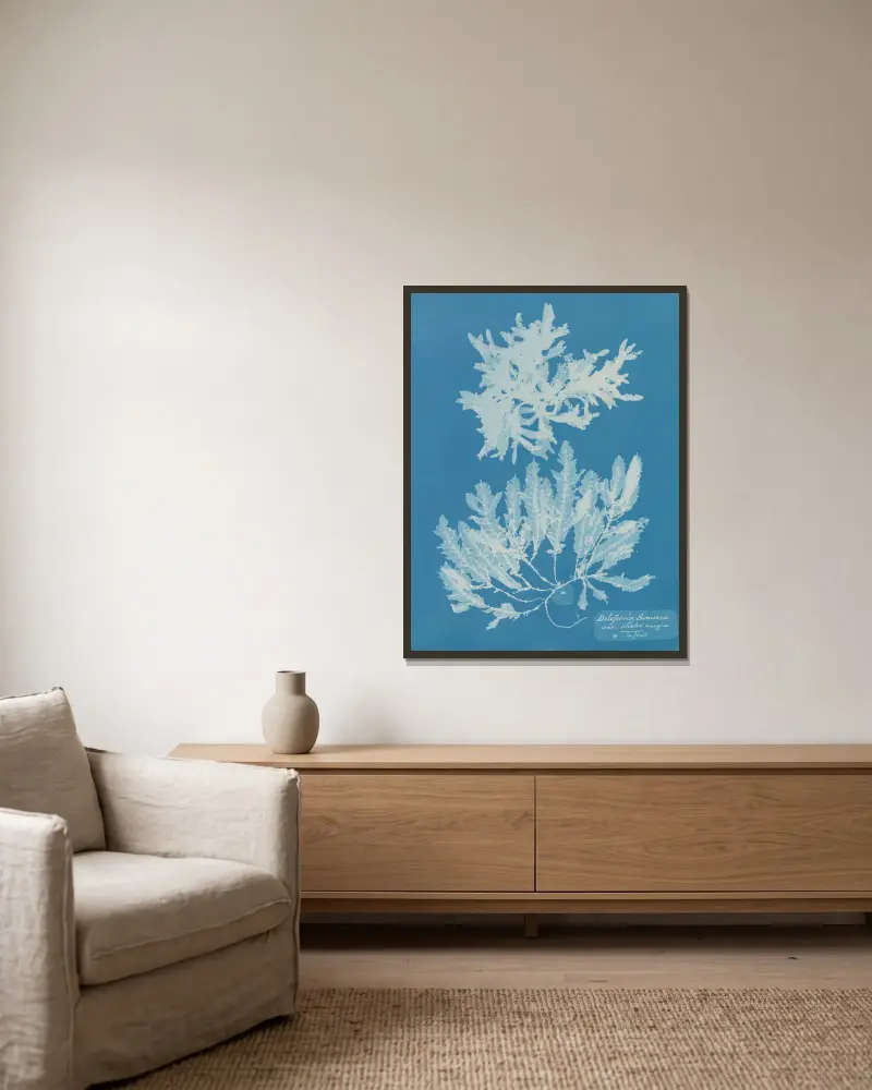 Delesseria sinuosa, variant med cilierad kant, i frukt av Anna Atkins inramad på en vägg