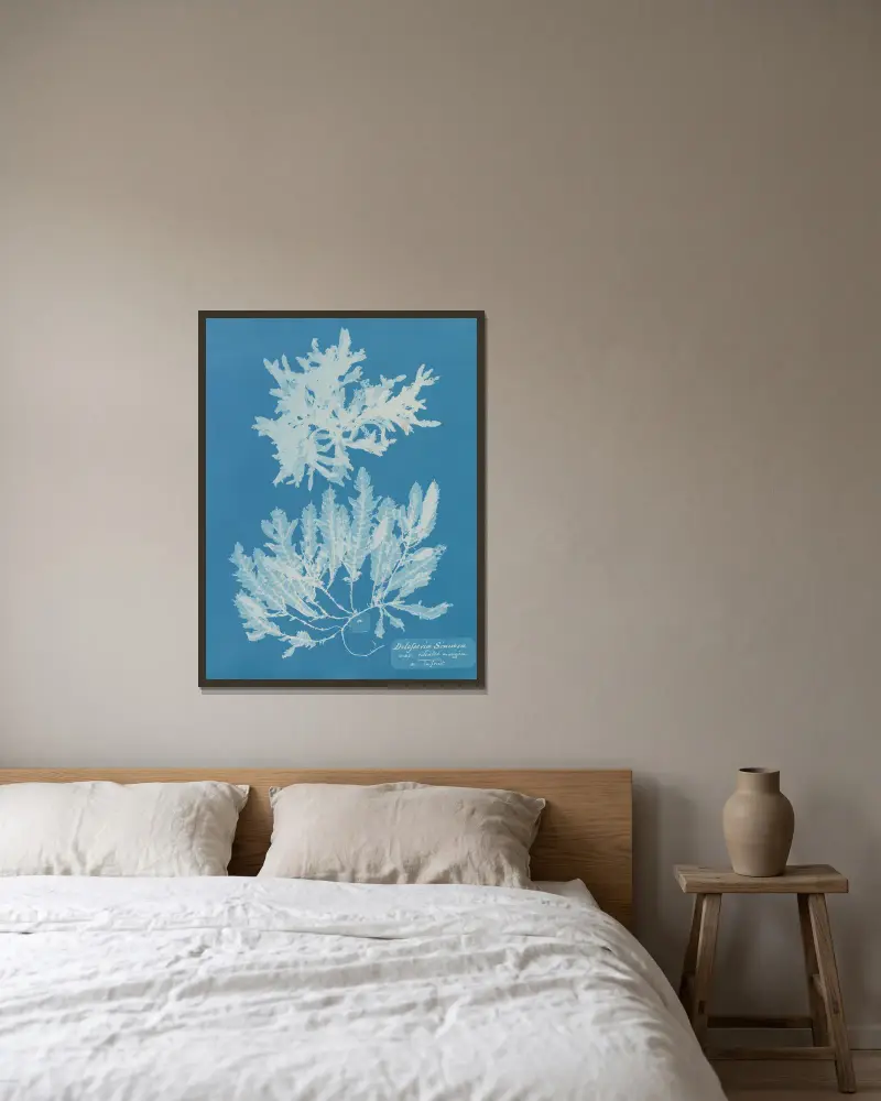 Delesseria sinuosa, variant med cilierad kant, i frukt av Anna Atkins inramad på en vägg