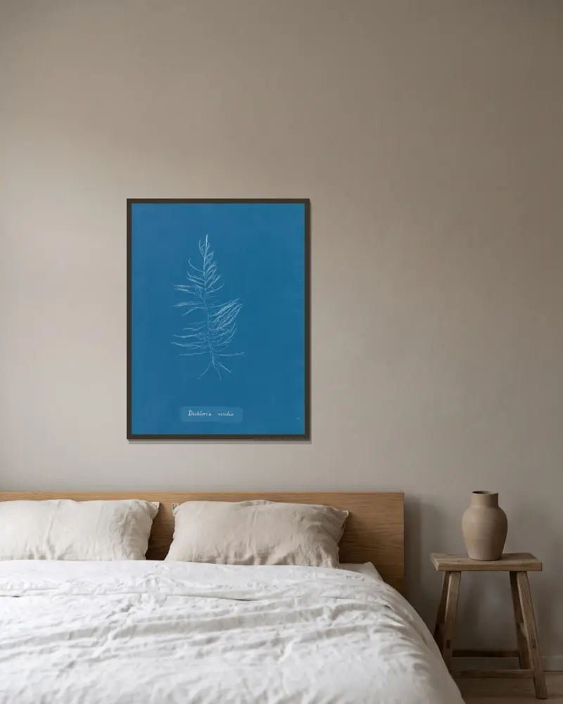 Dichloria viridis, Anna Atkins w ramie na ścianie