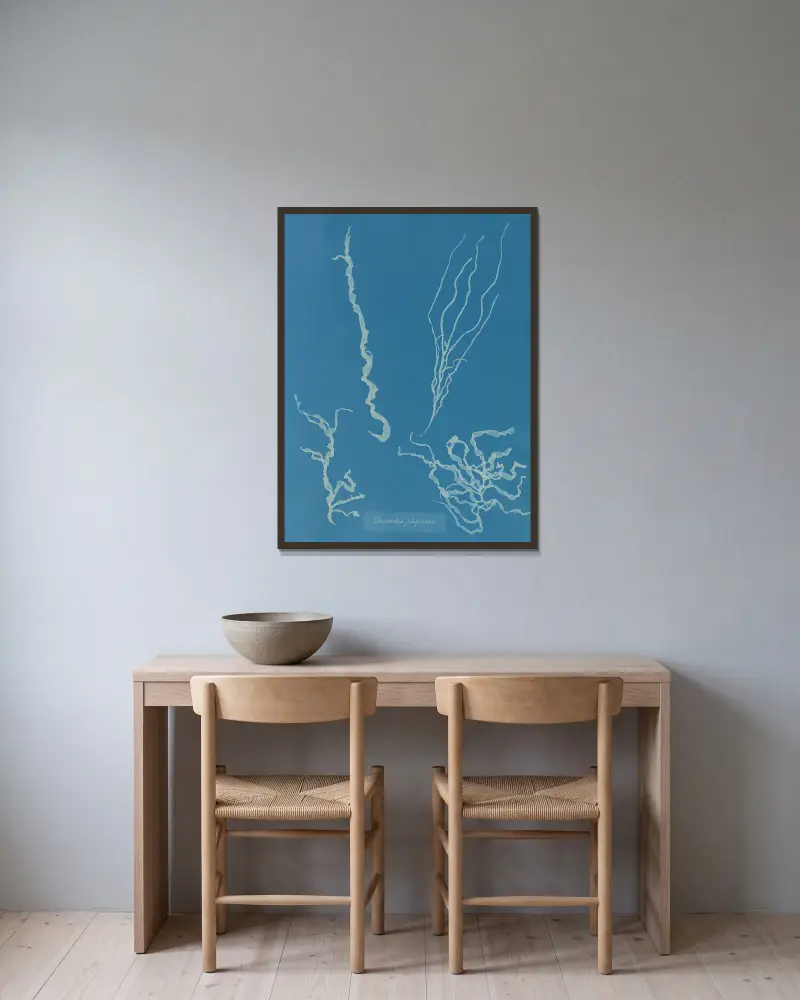 Dumontia filiformis av Anna Atkins inramad på en vägg
