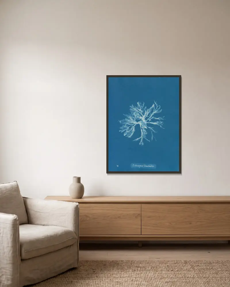 Ectocarpus brachiatus, Anna Atkins v rámu na stěně