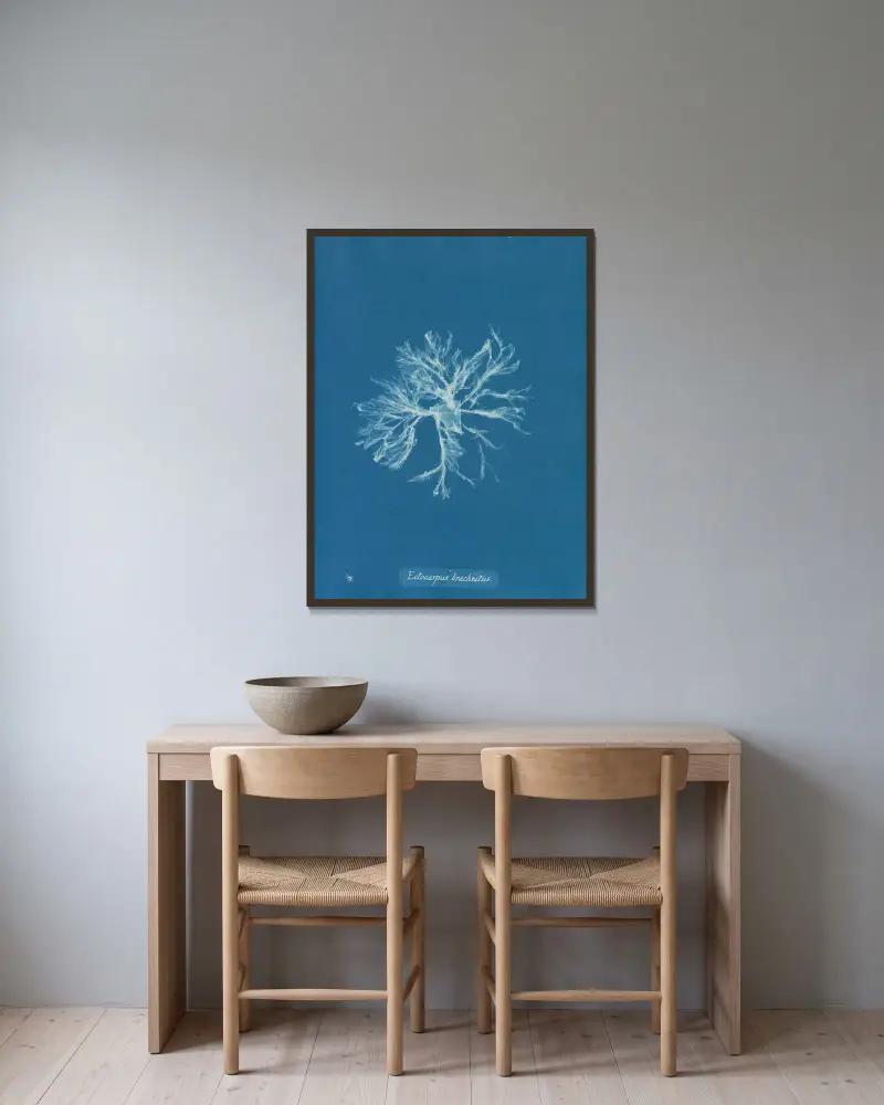 Ectocarpus brachiatus, Anna Atkins v rámu na stěně