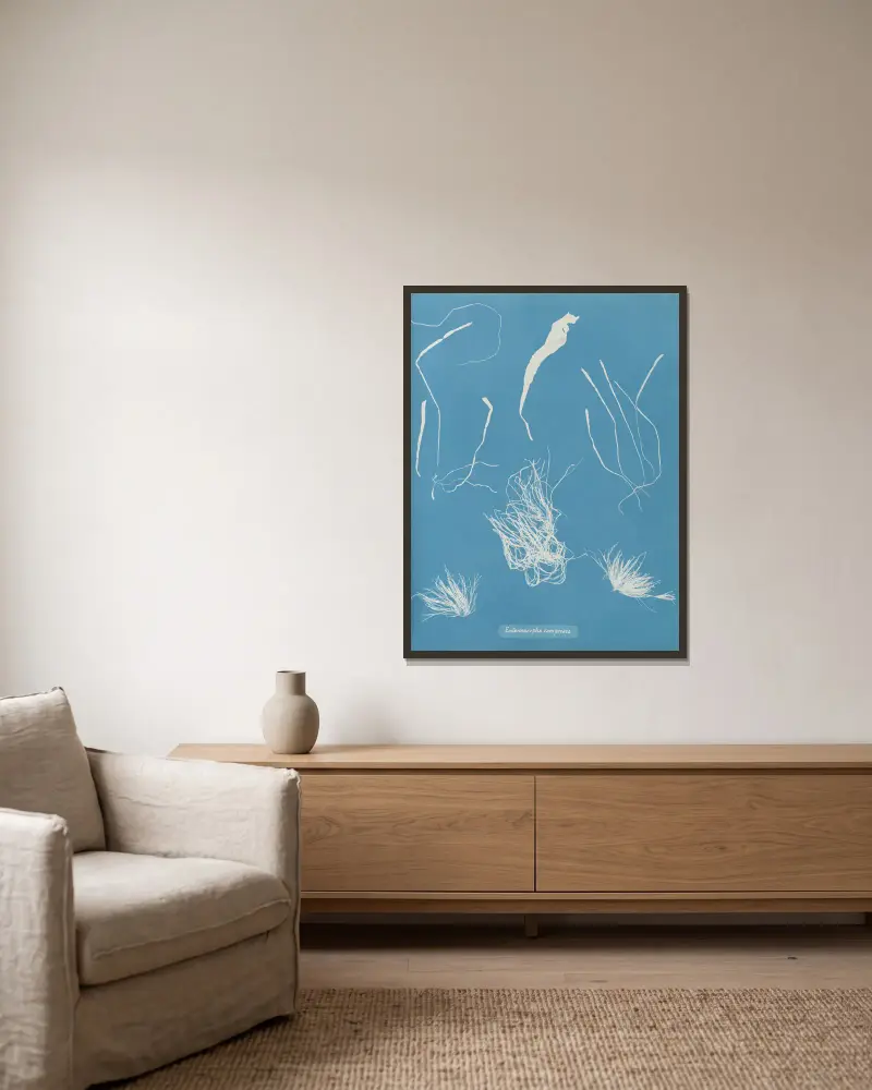 Enteromorpha compressa von Anna Atkins gerahmt an einer Wand