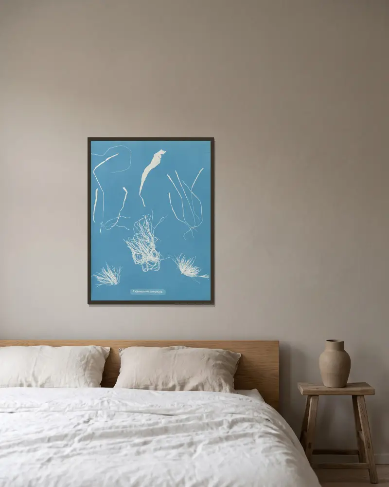 Enteromorpha compressa von Anna Atkins gerahmt an einer Wand