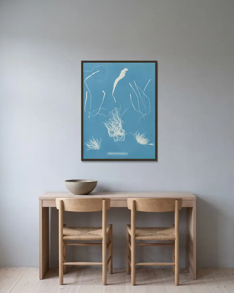 Enteromorpha compressa von Anna Atkins gerahmt an einer Wand