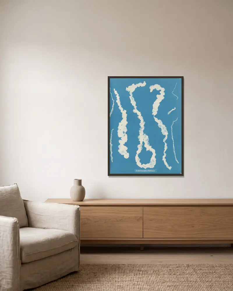 Enteromorpha intestinalis, 1843 – Nr. 1 von Anna Atkins gerahmt an einer Wand
