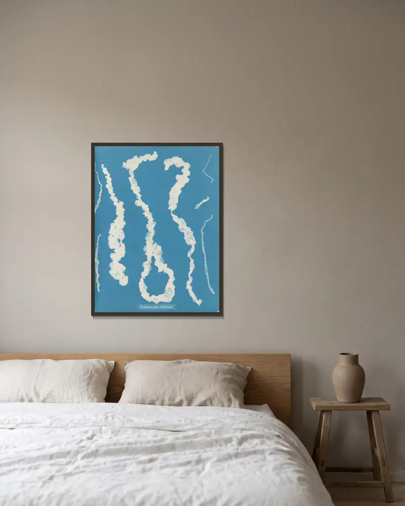 Enteromorpha intestinalis, 1843 – Nr. 1 von Anna Atkins gerahmt an einer Wand