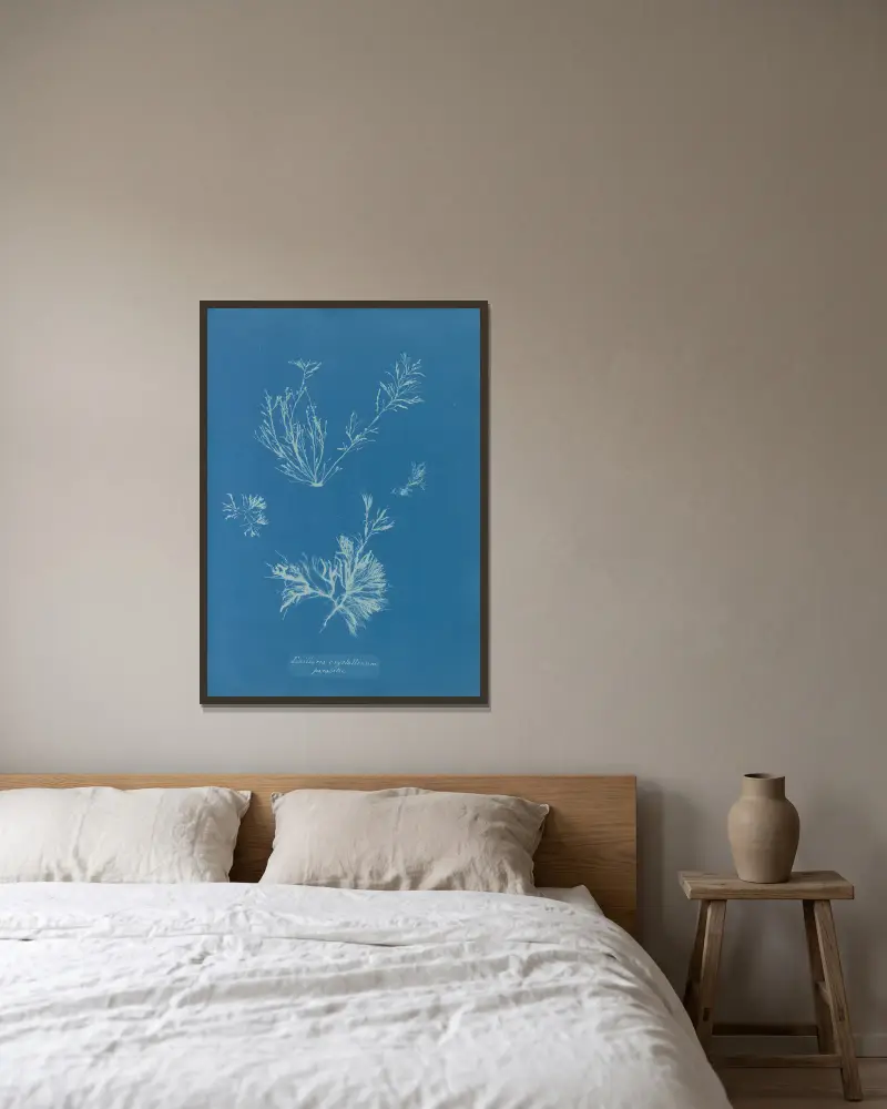 Exilaria crystallinum, parasiterande av Anna Atkins inramad på en vägg