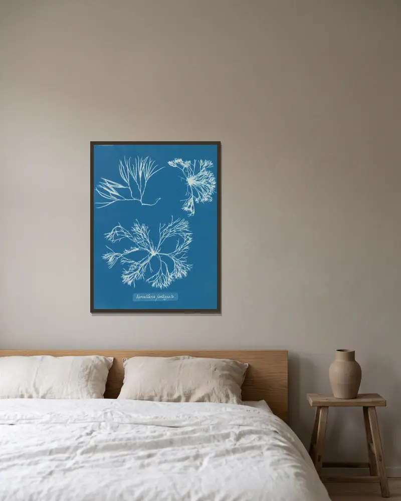 Furcellaria fastigiata, 1843 – Nr. 2 von Anna Atkins gerahmt an einer Wand