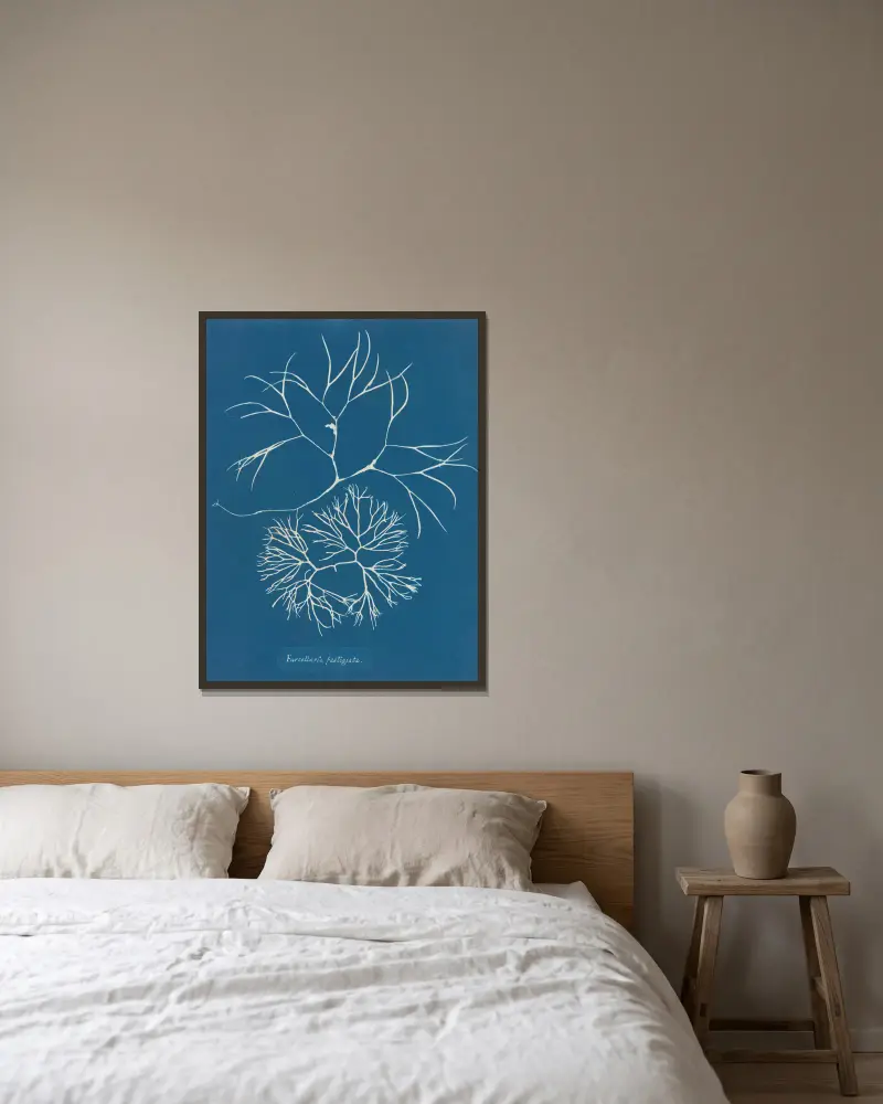 Furcellaria fastigiata., 1843 – nr 1 av Anna Atkins inramad på en vägg