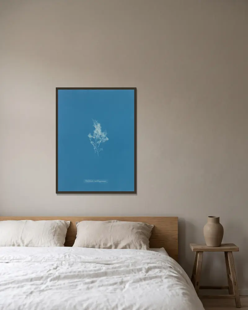 Gelidium cartilagineum von Anna Atkins gerahmt an einer Wand