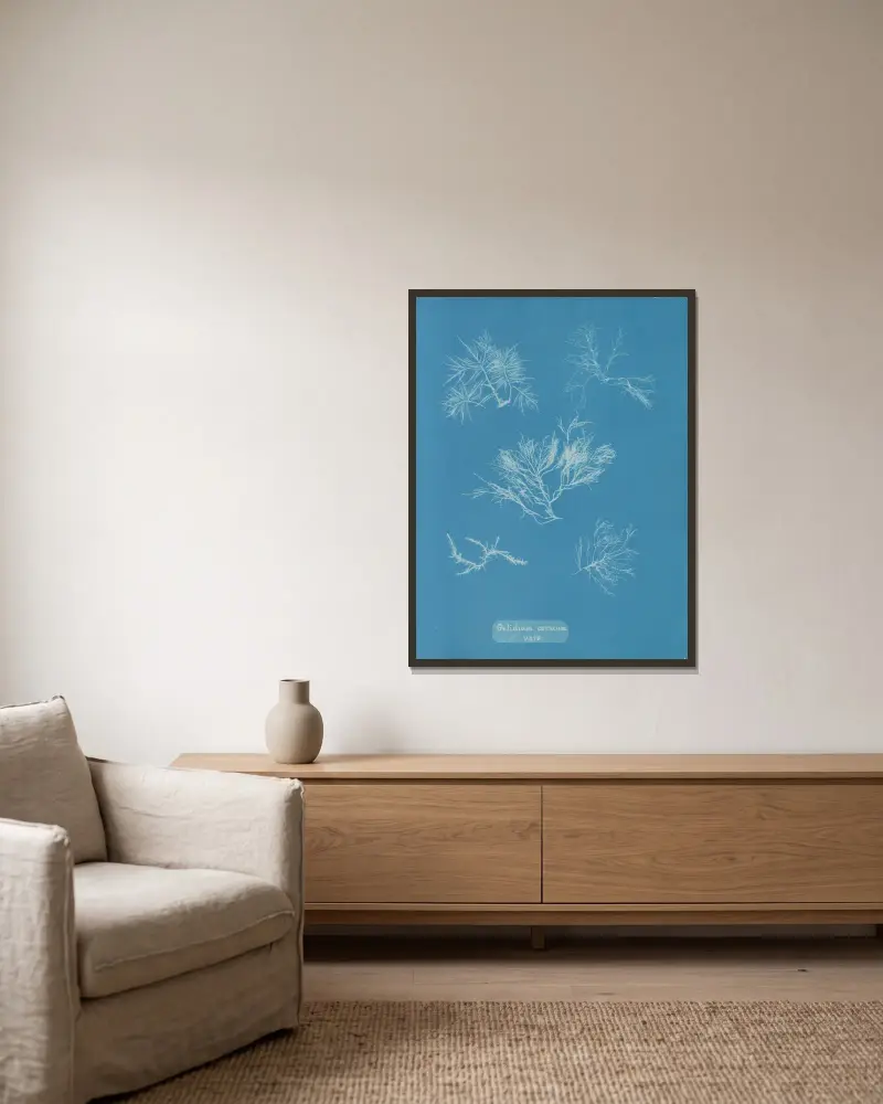 Gelidium corneum vars. av Anna Atkins inramad på en vägg