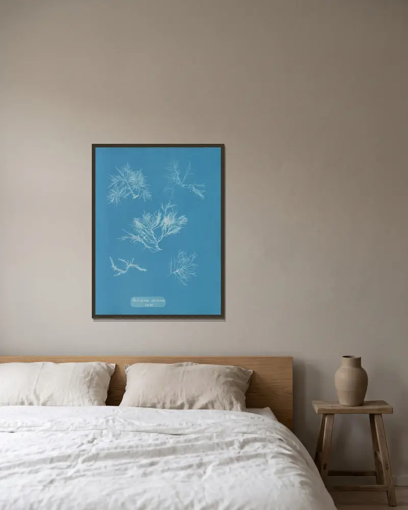 Gelidium corneum vars. av Anna Atkins inramad på en vägg