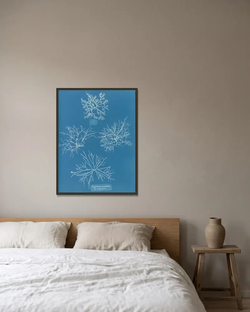 Gigartina acicularis, a. i fin frukt av Anna Atkins inramad på en vägg