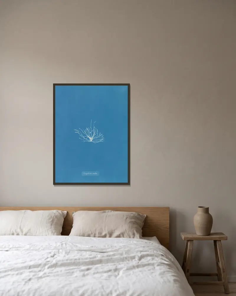 Gigartina erecta av Anna Atkins inramad på en vägg